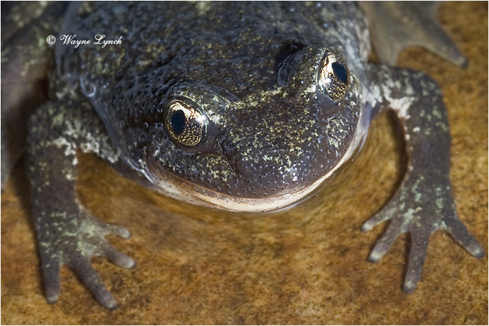 Rocky Mountain Tailed Frog 107 by Dr. Wayne Lynch &copy;